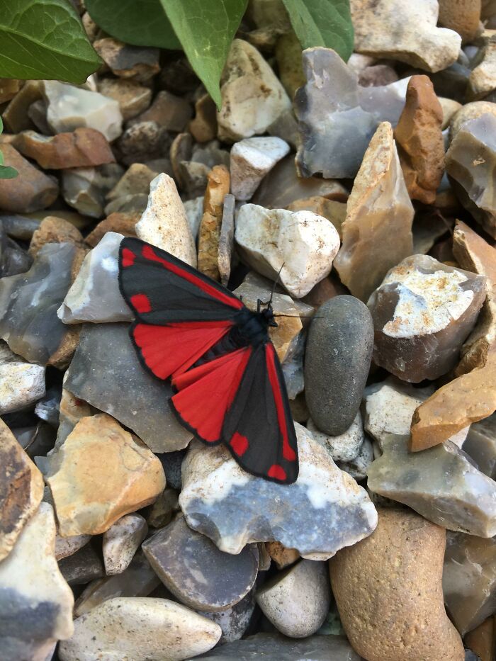 This Brightly Coloured Cinnabar Moth