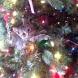 kaydancewilbur avatar