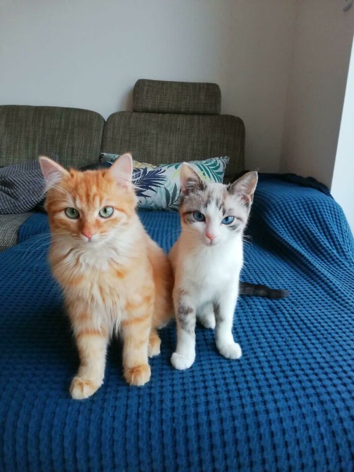 Adopted These Two Little Beauties From The Animal Shelter. Say Hi To Loki And Thor