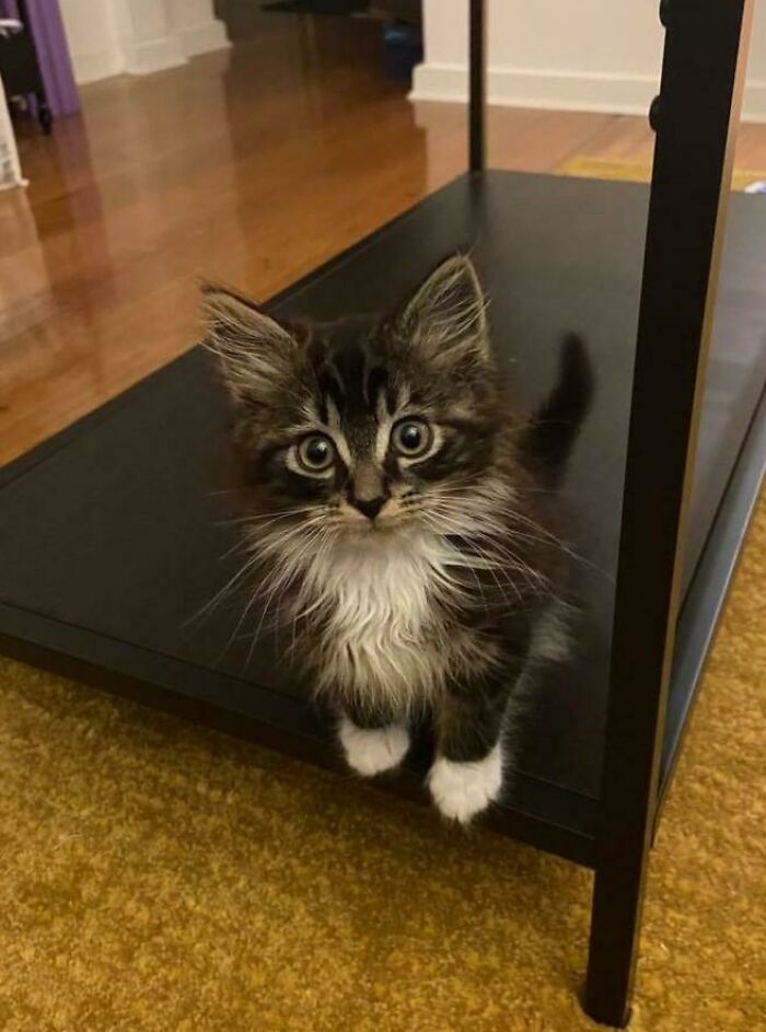 After Months On The Wait List My Girlfriend And I Got Our First Cat. Meet Eggy!