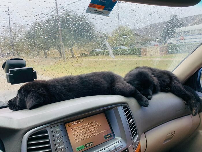 Rescued A Couple Brothers This Weekend