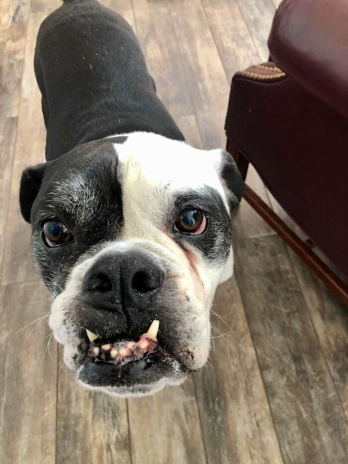 I Adopted 12 Year Old Brutus A Few Months Ago. He Is Sluggish, Stubborn, Gassy, Hogs The Bed And Drools So Much I Have Actually Slipped On My Kitchen Floor. And I'm Head Over Heels In Love With Him