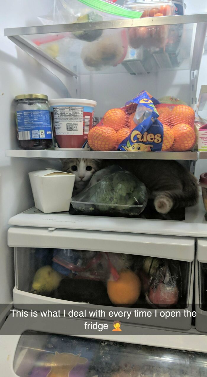 We Adopted A Kitten Last Month... We Now Have Nightly Ritual Of Checking The Fridge And Other Small Spaces To Make Sure He's Not Trapped Anywhere Before We Go To Bed