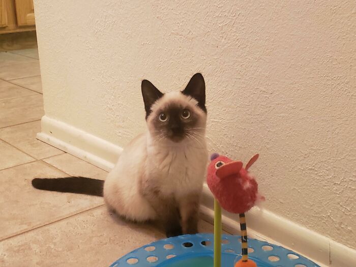 A Week Ago This Little Fella Came To Our Doorstep, Lost, With No Mama In Sight. He Immediately Befriended Us, Everyone Meet Our New Little Vanilla Bean, Asher