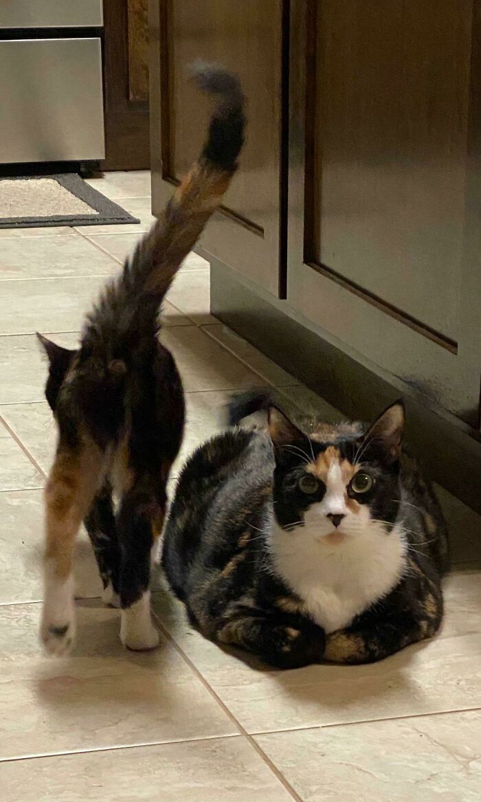 Adopted Two "Undesirable Cats" At The Animal Shelter- A Very Scared Feral Kitten (Still Trying To Get A Good Face Pic) And The Fattest Cat In The Building- I Already Love Them So Much!