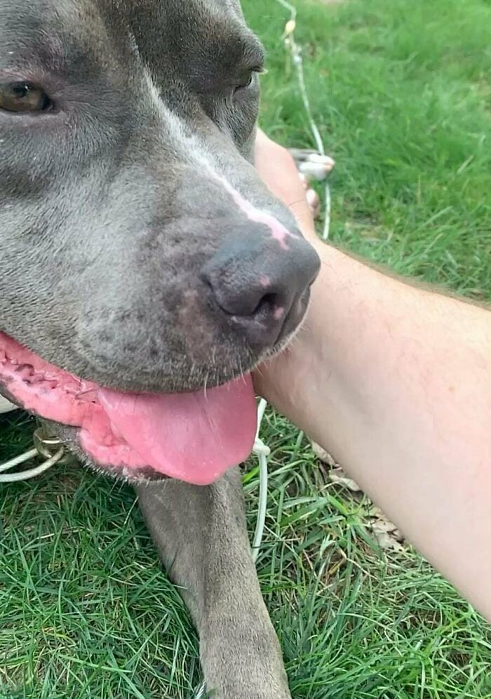 Found W/ No Tags, No Microchip & Adopted After Waiting Period At The Pound; He Is Now My Everything