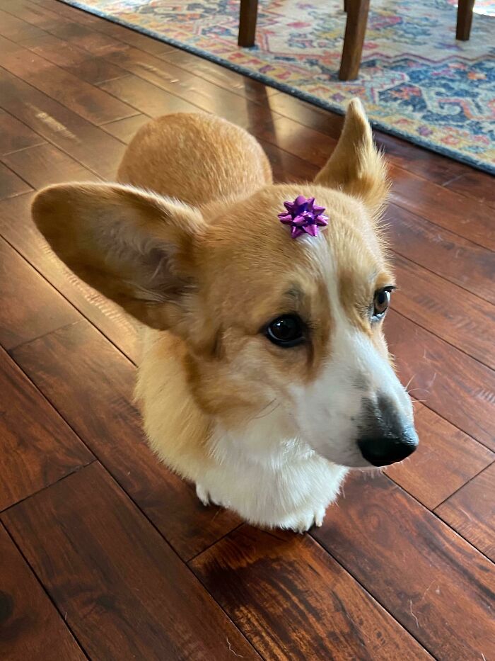 My Wife Finally Caved On The “We Should Totally Rescue A 3rd Dog” Request