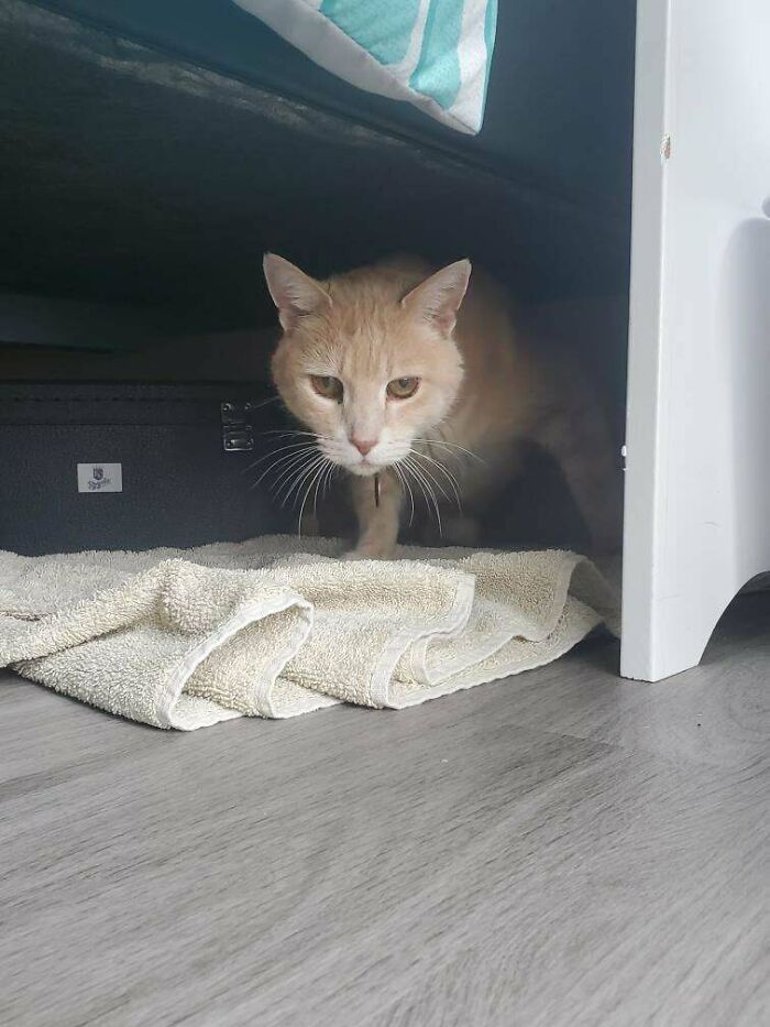 I Just Adopted Atticus This Weekend. He Was A Stray And They Told Me He's A Very Fearful Cat. I Slowly Introduced Him To My Closet With Some Food, A Bed I Warmed Up In The Dryer, And Some Pets When He Allowed. Just This Morning He Sat In My Lap And Purred