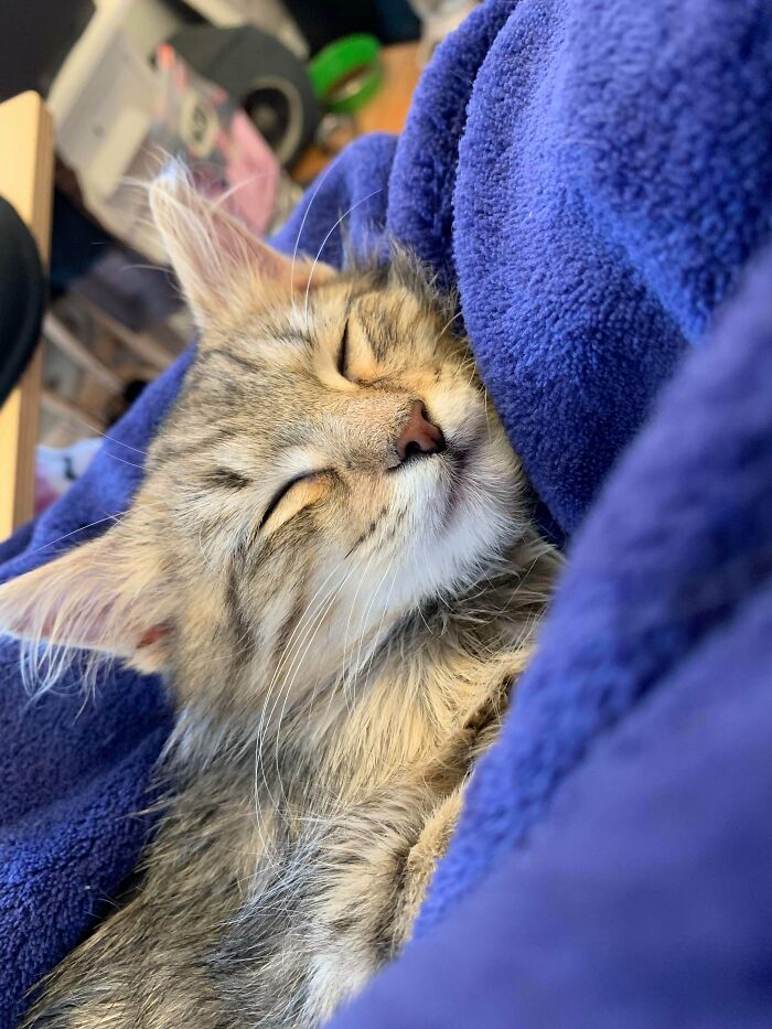 This Is Max. I Adopted Him Yesterday. He Spent Nearly 4 Hours In My Lap This Morning Napping Off And On And Cried When I Tried To Put Him Down. So I Skipped Coffee Refills, Taking Advantage Of My Stand-Up Desk, And Bathroom Breaks. (Excuse The Robe. Mandatory Home Office Dress Code)