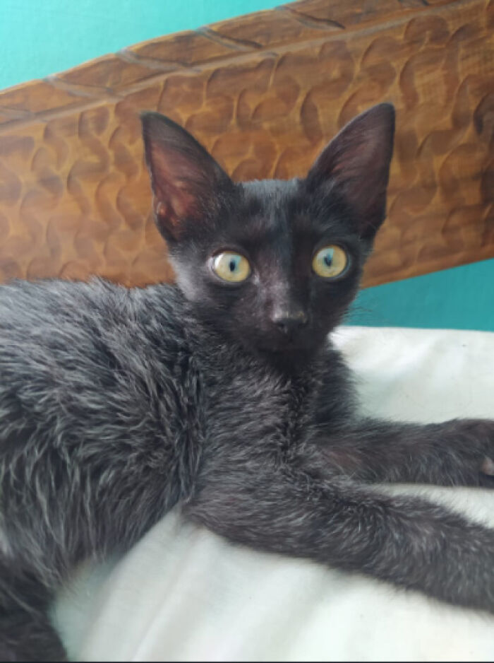 My So And I Found This Baby Abandoned. We Adopt Him (It's A Him) And We Are Looking For Name Sugestions! If You Have Any Ideas Please Let Us Know. Also If You Need More Photos Just Ask!