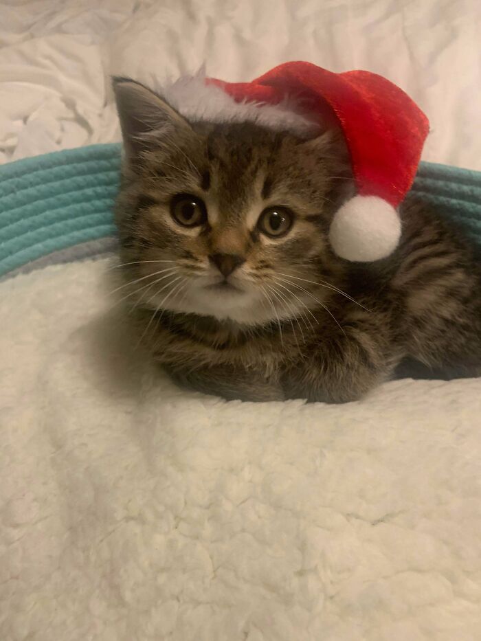 Adopted This Little Guy Today