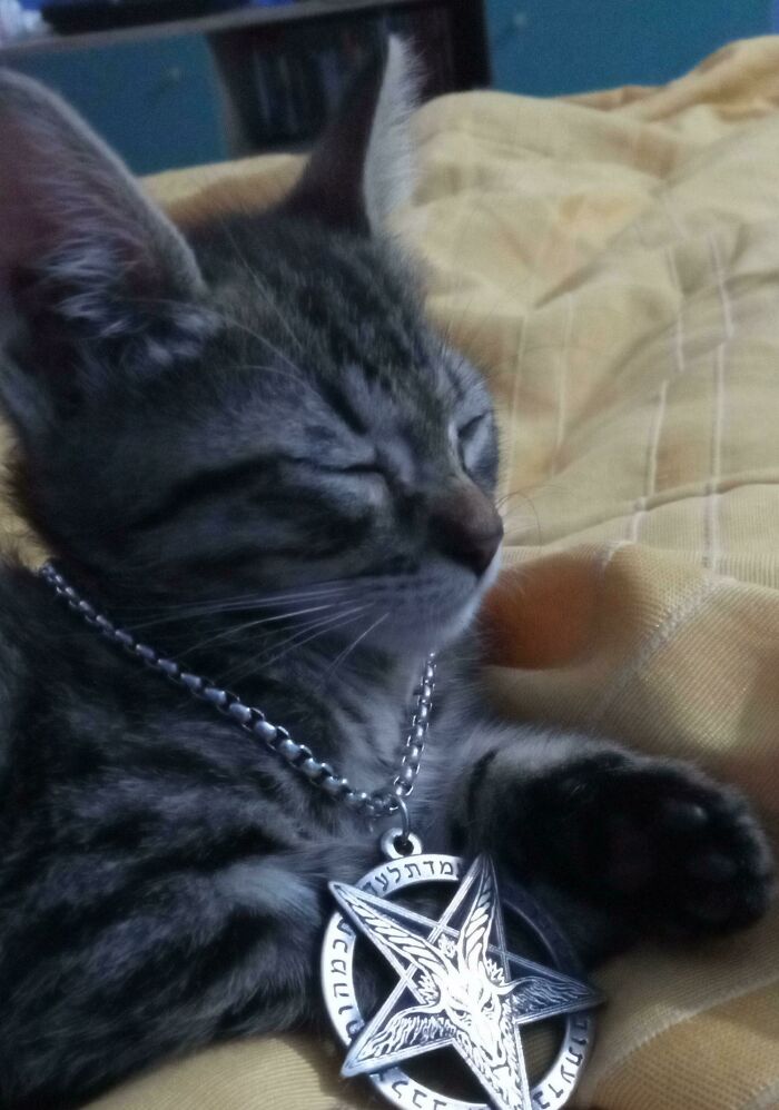 This Is Satan. I Adopted Him One Week Ago