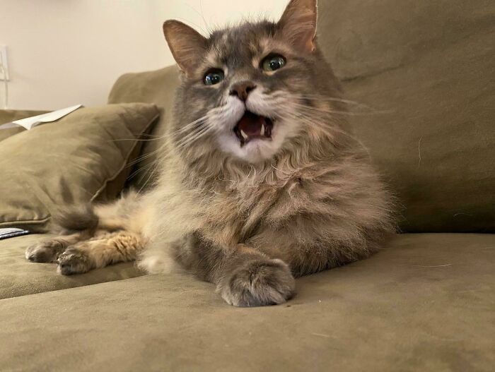 Just Sharing My Cat. I Adopted Him As A Senior, And He’s The Greatest