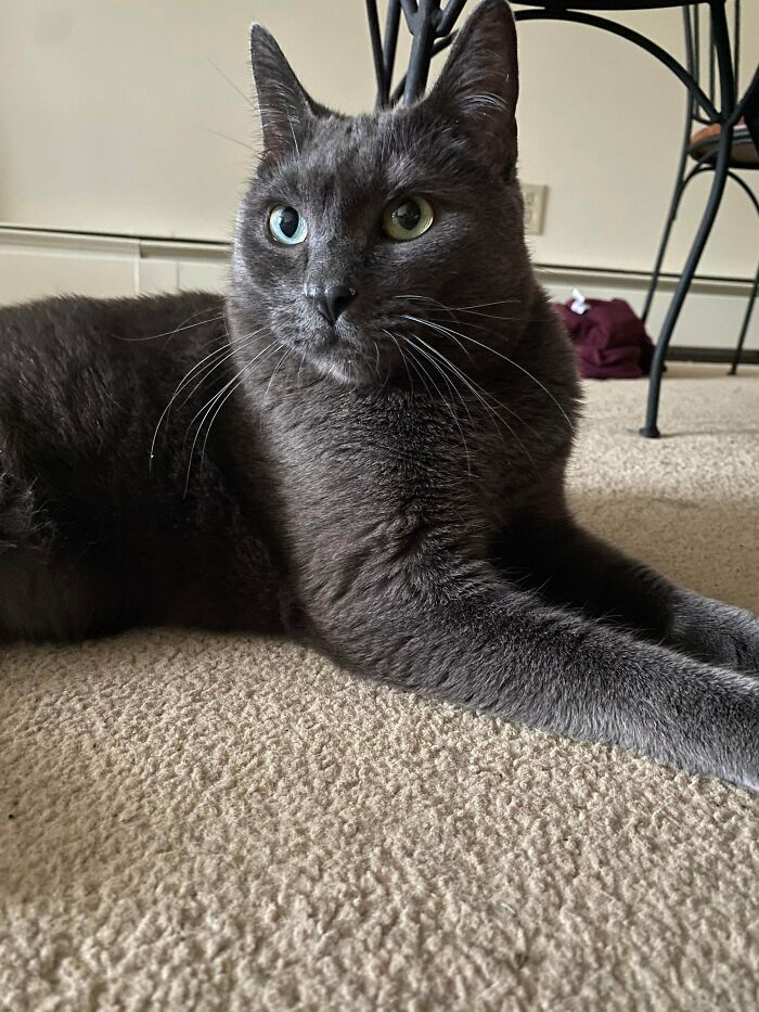 My BF And I Adopted This Fine Gentleman Last Night, His Name Is Haku 