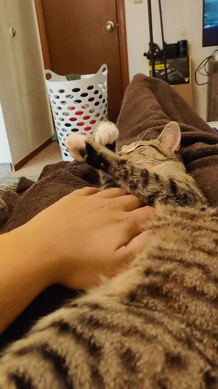 I Adopted This Guy Yesterday From The Animal Shelter. I Think He Feeling At Home. Meet Monkey