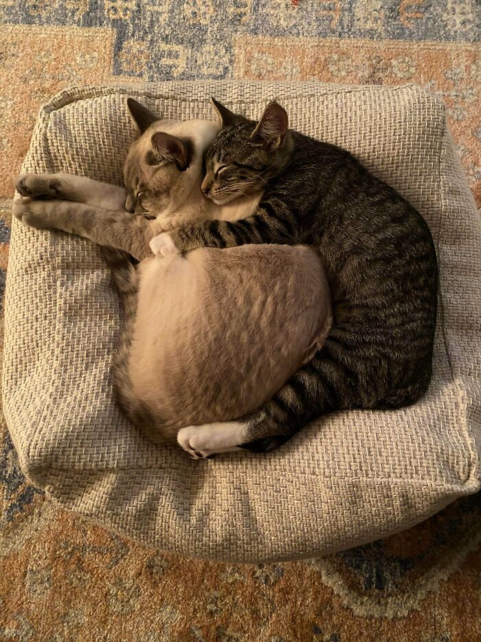 Four Days Since Adoption And New Kitten Charlie Is Loving His Big Brother Tipsy