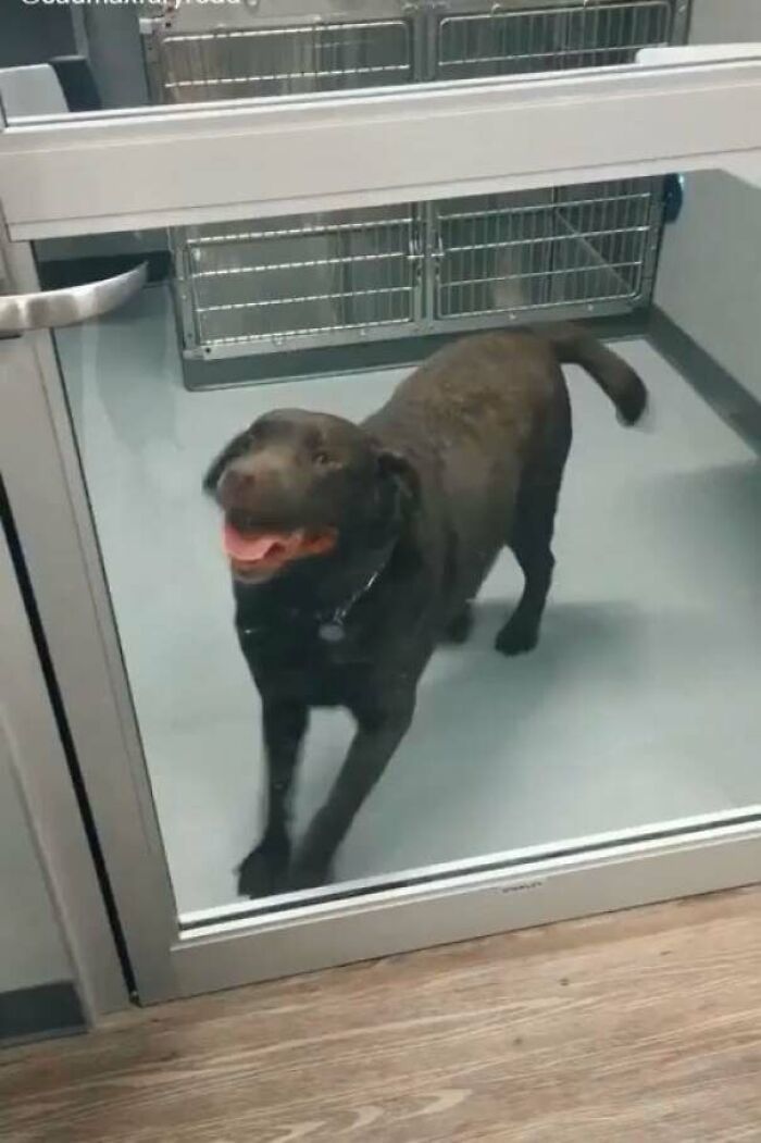 “Uncontrollable Tippy-Taps Right Before Adoption 