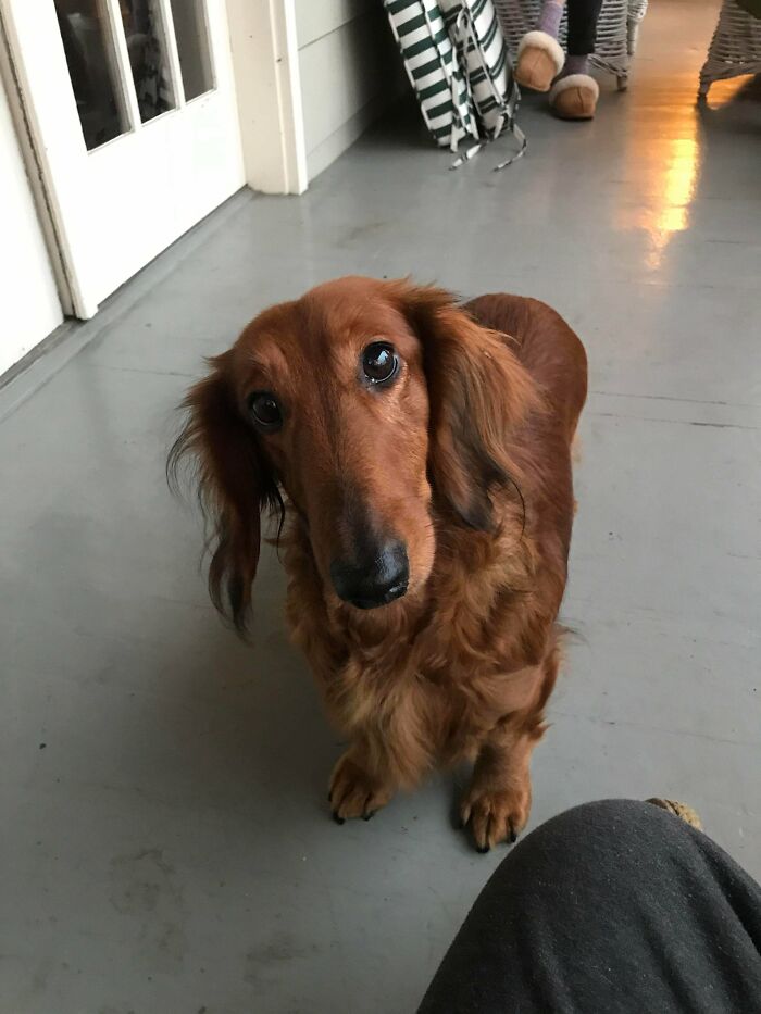 Jenny - My Parents’ New Rescue. Saved From A Life Of Being A Breeding Bitch. 5 Years Old, Doesn’t Know How To Play. Adopt, Dont Shop!