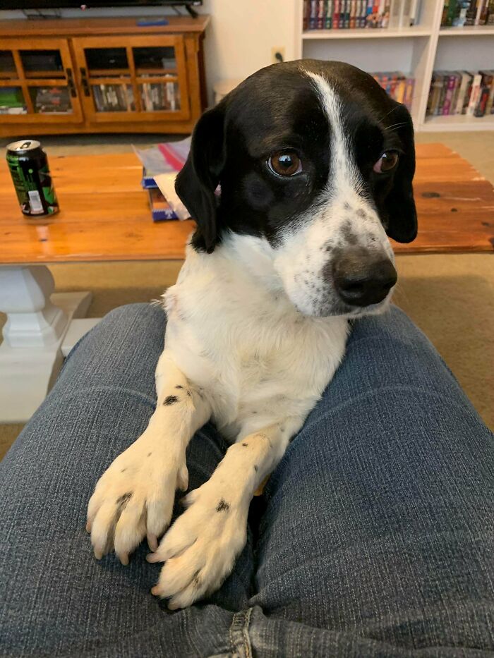 I Just Adopted My First Dog. His Name Is Jasper