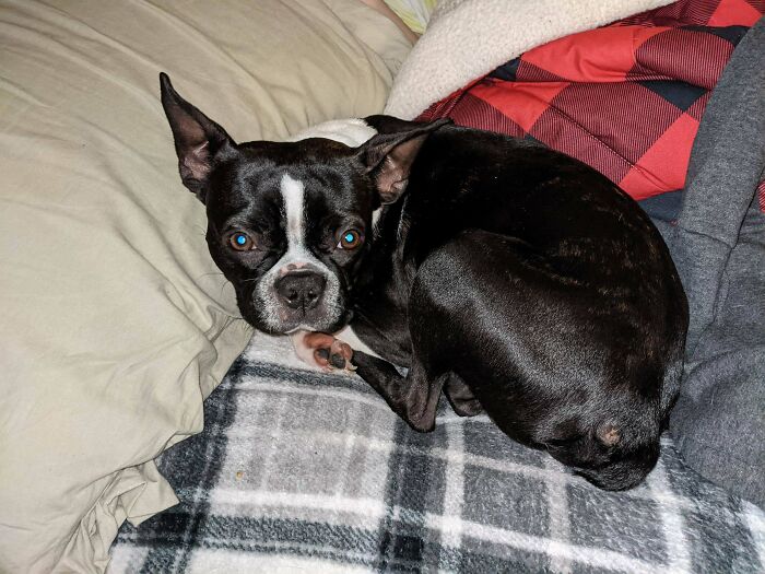 I Traveled 400 Miles To Adopt This Handsome Gentleman. His Name Is Gordon