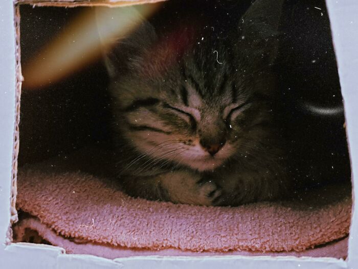 Adopted This Little Bean Today And This Is How She Fell Asleep In Her Box