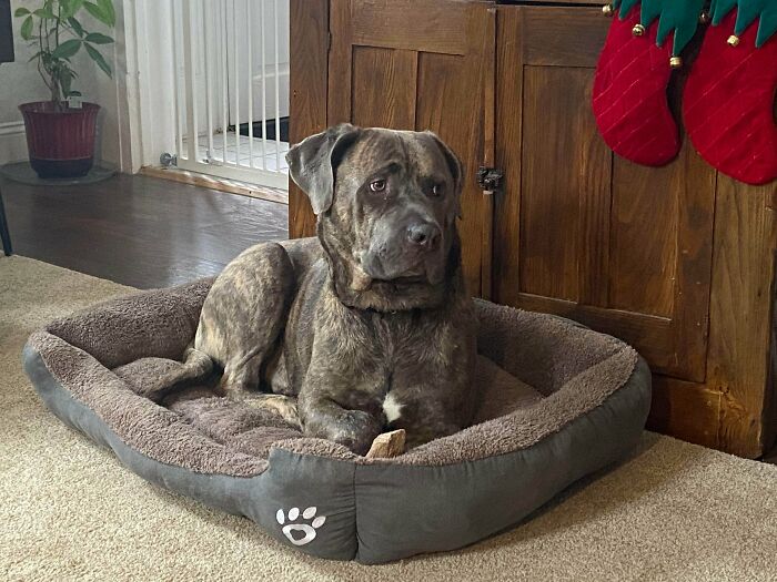 I Decided To Adopt Gus After Fostering Him Through His Heartworm Treatment. He Is Perfect