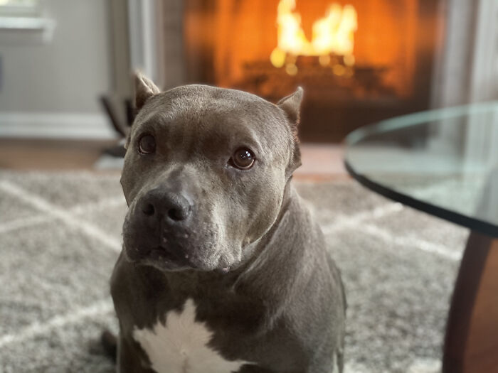 My Newly Adopted, 11 Year Old Daisee Enjoying... Life