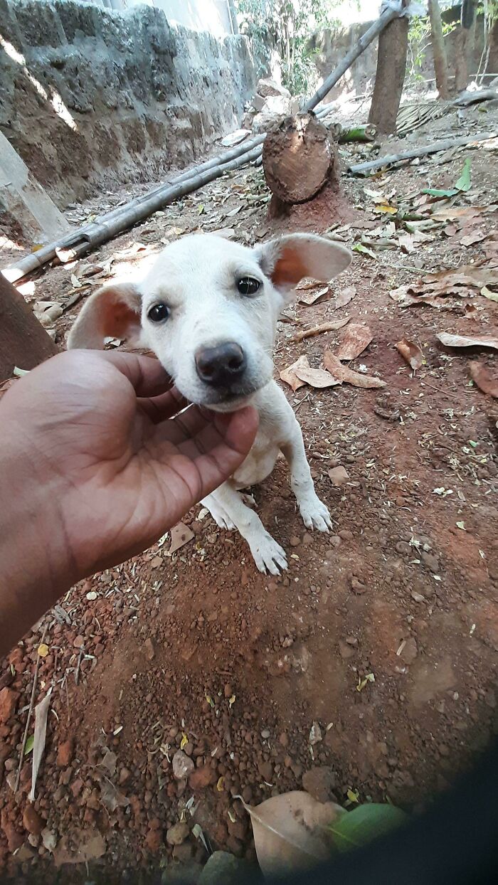 Adopted Him From The Streets Today ... Welcome Buddy