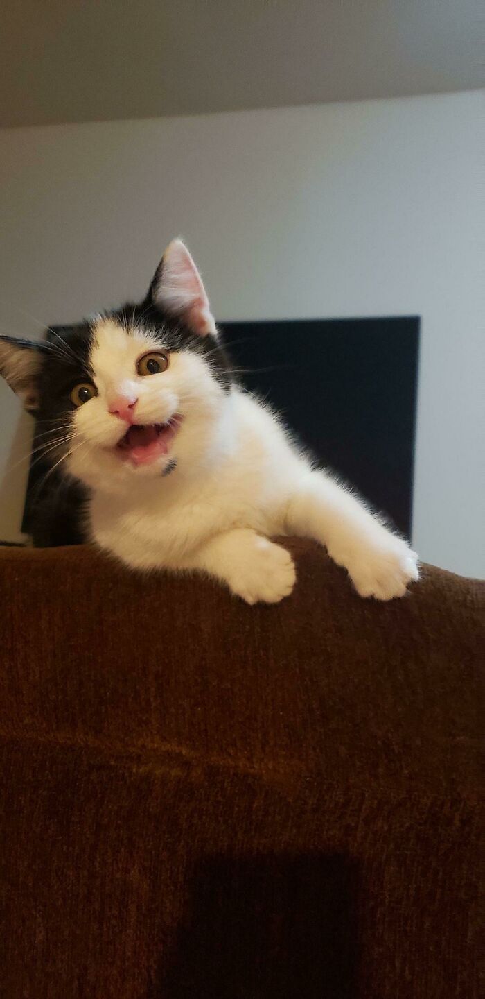 Recently Adopted A Kitten, This Was A Pic Of Her First Night Home!