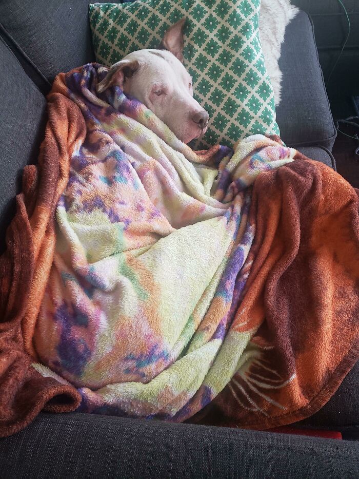 I Did Not Adopt This Dog. I Started Fostering Her And She Decided She Lives Here Now So I Guess She Does. Welcome To Your Forever Home Bellanova