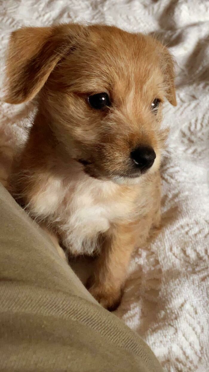 My Friend Asked Me If I Would Adopt A Puppy. Of Course I Said No. This Is My New Puppy