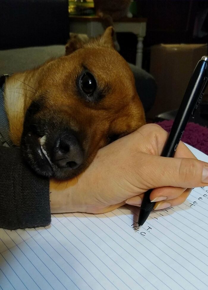 Adopted This Guy Last Month. He's Settled In Nicely