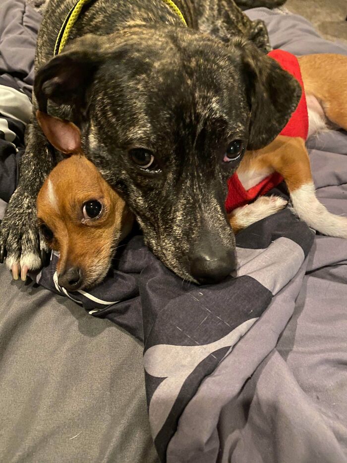 Adopted These 2 From 2 Different Rescues And They Don’t Leave Each Other’s Side