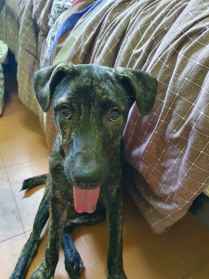 Adopted This Little Sweetie From The Streets Of Bangkok