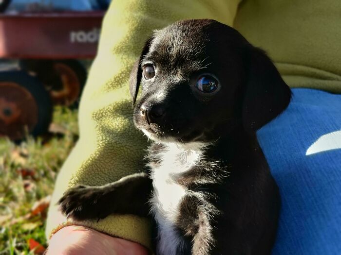 My Grandparents Recently Adopted This Sweet Little Thing! Any Name Suggestions For Her?