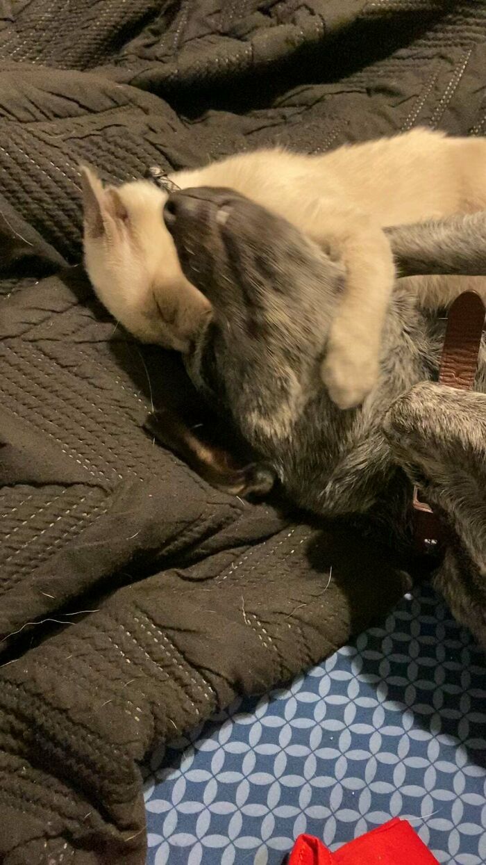 When You Adopt A Cat For Emotional Support But It Ends Up Liking Your Dog Way Better