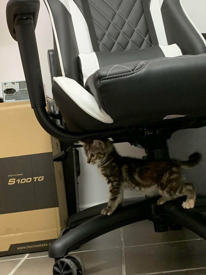 We Adopted This Majestic Baby Floof This Morning