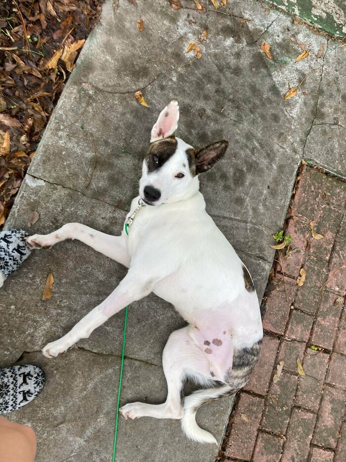 Just Look At This Little Tripod I Adopted