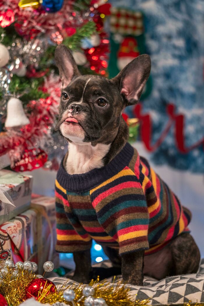 This Is Kodi. He's A 4-Month-Old Rescue We Adopted. Not The Brightest Bulb On The Tree. Kind Of Cute Though