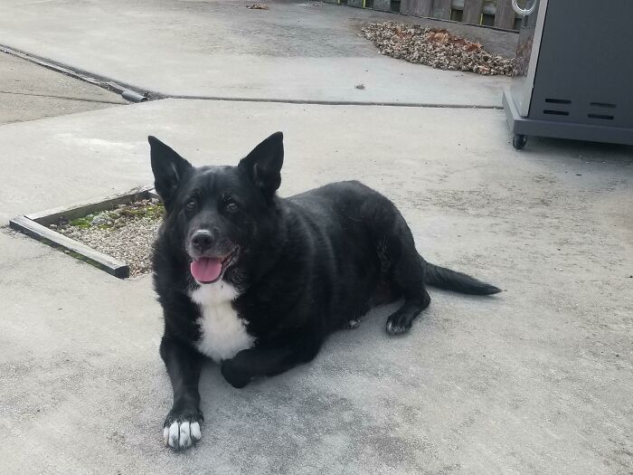 Adopted This Ol' Girl (9 Years Old) Today From The Shelter!