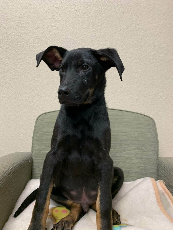 Just Adopted My New Best Bud Parker