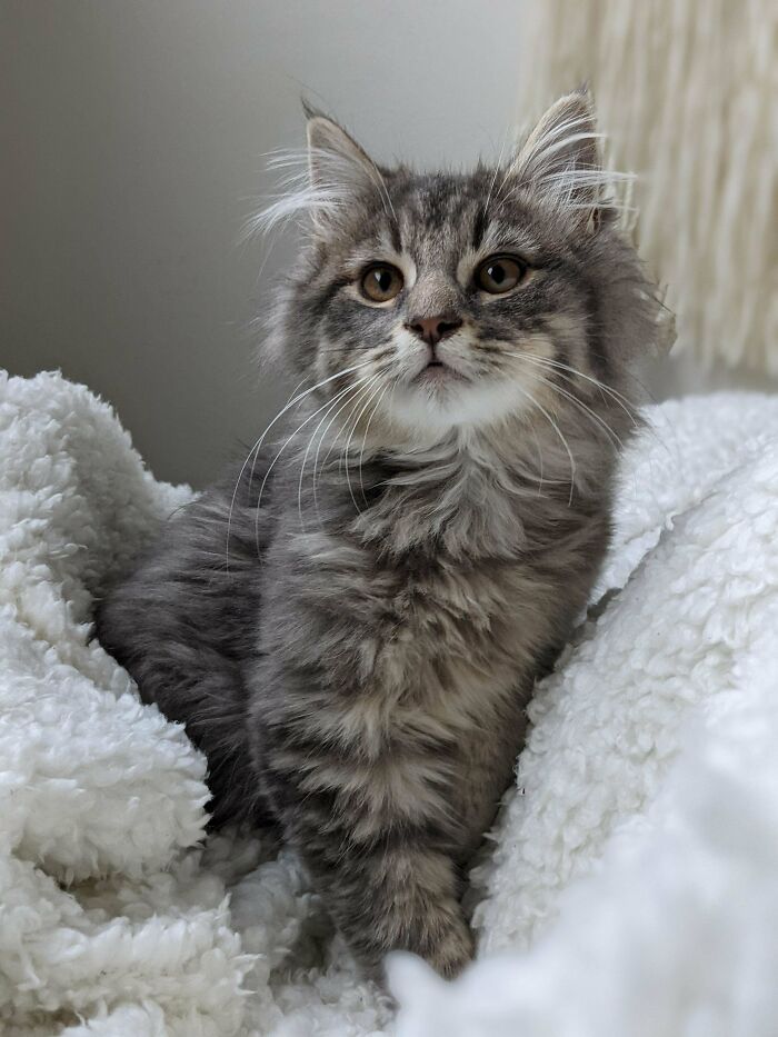 She Was Rescued From A Colony Of 30 Feral Cats In NE Ontario. She Follows Me Around For Snuggles, And Will Snuggle Me For Hours. I Think This One's Gonna Be A Foster Fail...