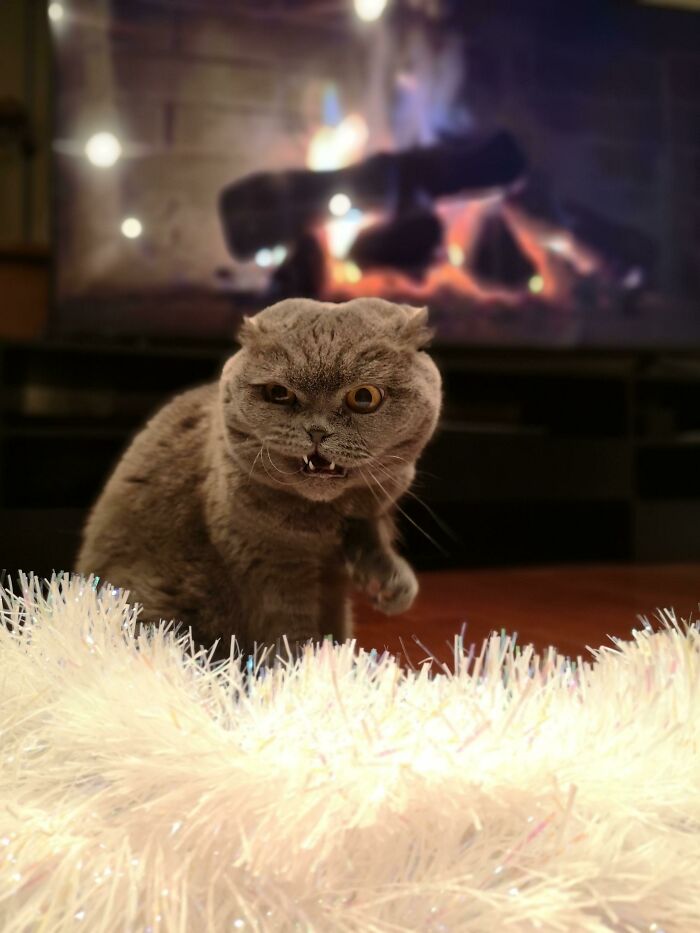 Meowy Christmas From The Grinch