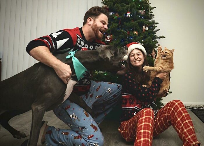 Dogs-Ruined-Christmas-Photos