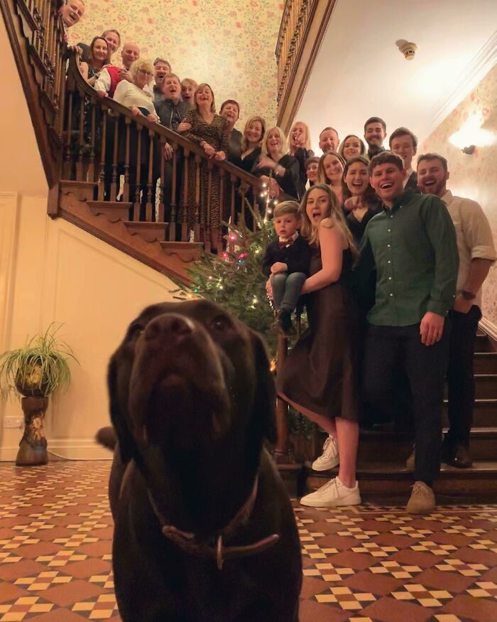 Dogs-Ruined-Christmas-Photos