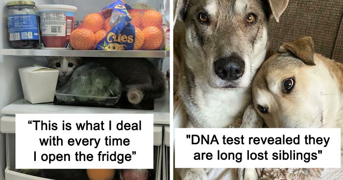 50 Most Wholesome Rescue Pet Photos Of The Month (December Edition)