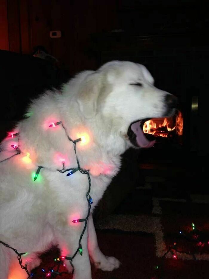 Dogs-Ruined-Christmas-Photos