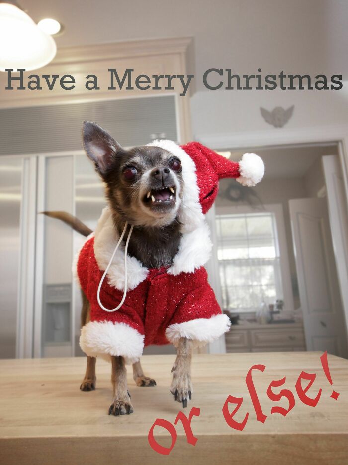Dogs-Ruined-Christmas-Photos