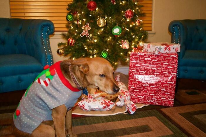 Dogs-Ruined-Christmas-Photos
