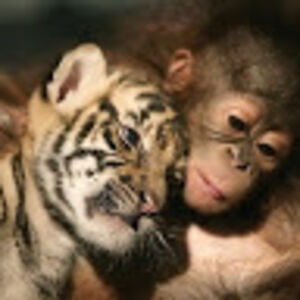 cherylbancroft avatar